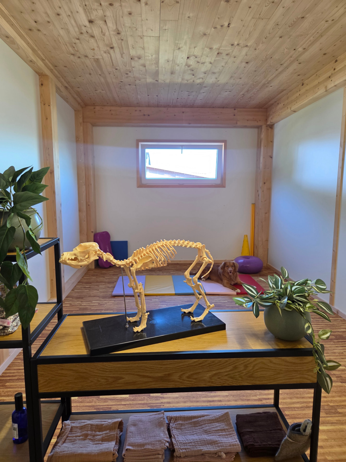 Der Therapieraum von Pfotenfit by Zoe mit Anatomie-Modell
